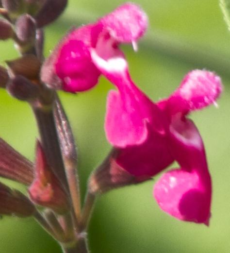 salviafloinvolucratajoankavanagh