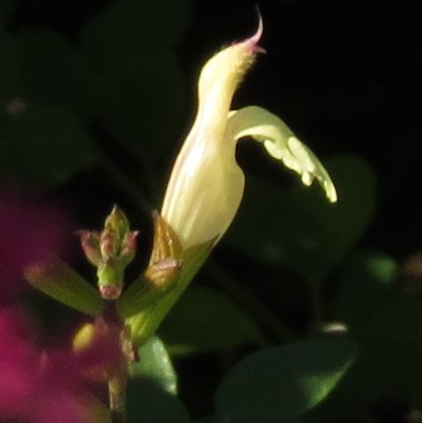 salviaflotrelissickgarnonswilliams