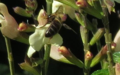 salviaflowithbeetrelissickgarnonswilliams