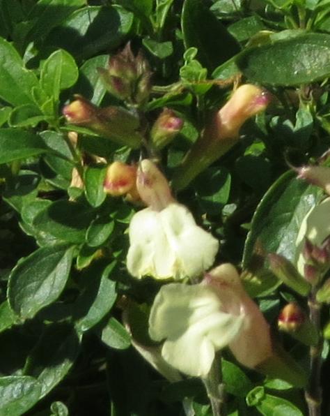 salviaflobudtrelissickgarnonswilliams