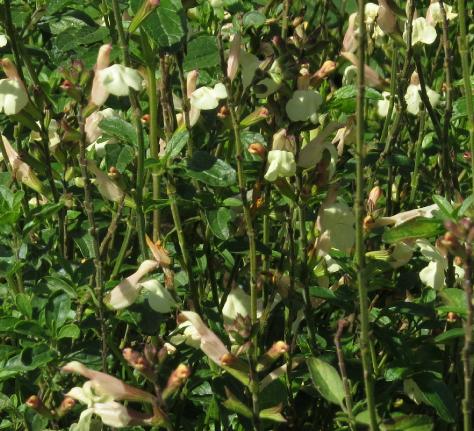 salviaflostrelissickgarnonswilliams