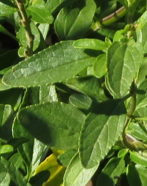 salviafoltrelissickgarnonswilliams