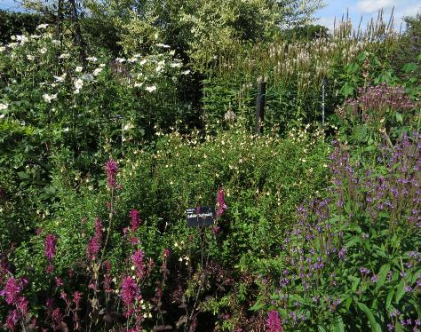 salviaforsumtrelissickgarnonswilliams