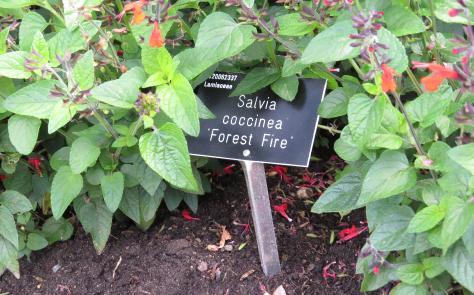 salvialabelcoccineaforestfiregarnonswilliams