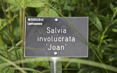 salvialabelinvolucratajoankavanagh