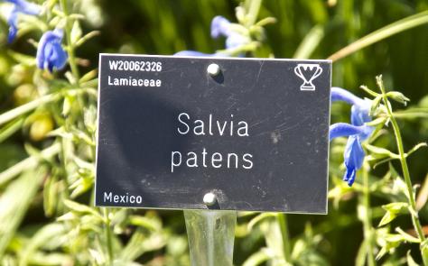 salvialabelpatenskavanagh