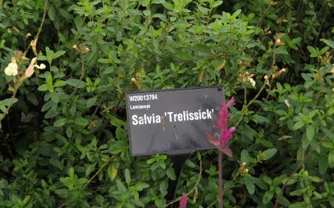 salvialabeltrelissickgarnonswilliams