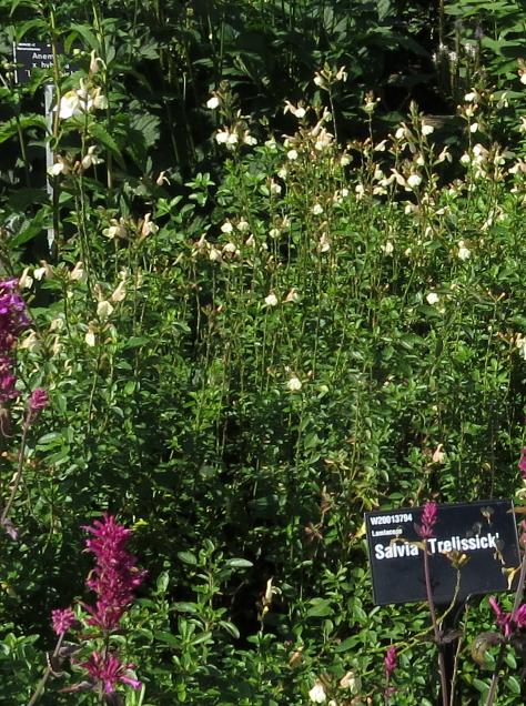 salvialocationtrelissickgarnonswilliams