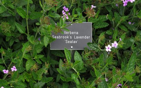 verbenalabelseabrookslavendersealavgarnonswilliams