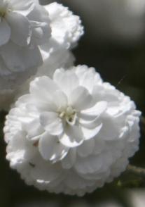 achilleafloperryswhitekavanagh