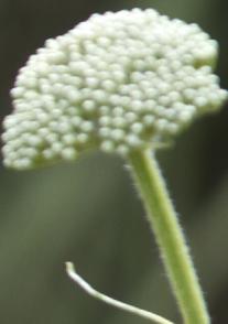 achilleaflobudclothofgoldkavanagh