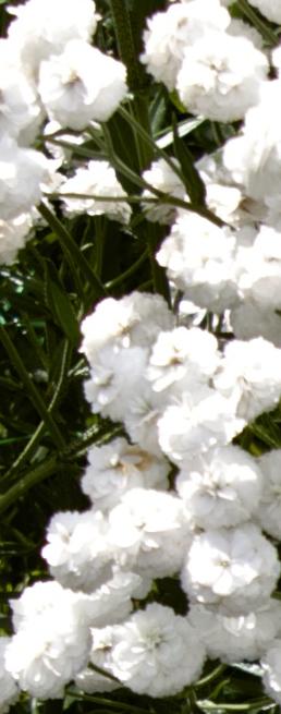 achilleaflosperryswhitekavanagh