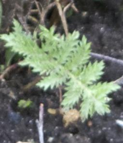 achilleafolwingoldplatekavanagh