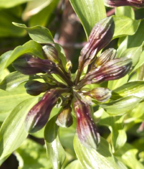 alstroemeriaflobudsbrasiliensiskavanagh