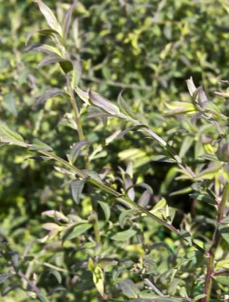 asterforsumlateriflorushorizontaliskavanagh