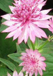 astrantiaflo2romagarnonswilliams