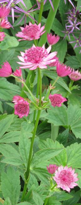 astrantiaflosromagarnonswilliams