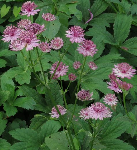 astrantiaflos1romagarnonswilliams