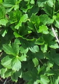 astrantiafolsprromagarnonswilliams