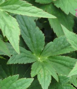 astrantiafolsumromagarnonswilliams