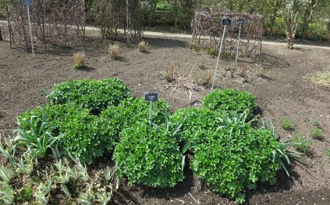 astrantiaforsprromagarnonswilliams