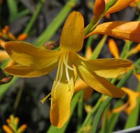 crocosmiaflocrocosmiiflorageorgedavisongarnonswilliams
