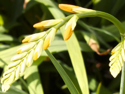 crocosmiaflobudcrocosmiiflorageorgedavisonkavanagh