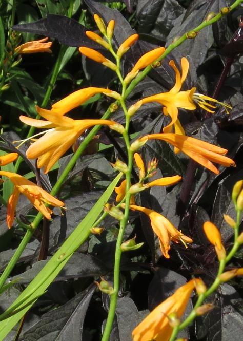 crocosmiafloscrocosmiiflorageorgedavisongarnonswilliams