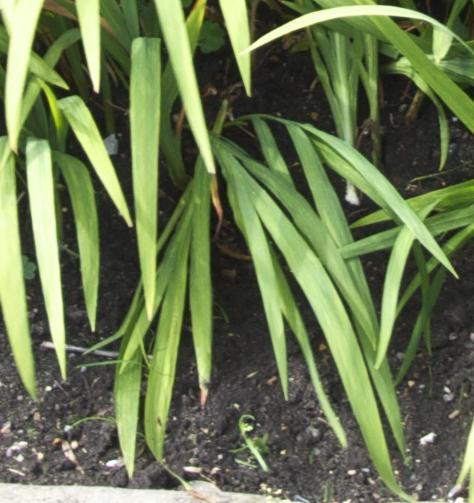 crocosmiafolsumcrocosmiiflorageorgedavisonkavanagh
