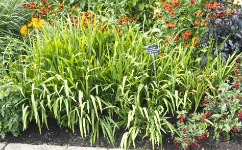 crocosmiaforsumcrocosmiiflorageorgedavisonkavanagh