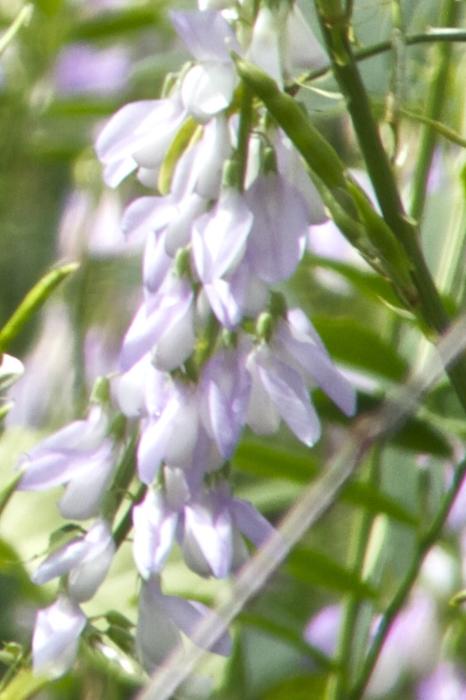 galegafloofficinaliskavanagh