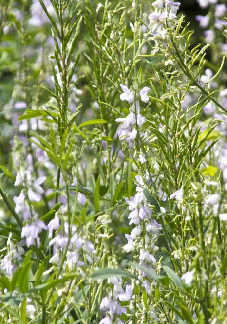 galegaflosofficinaliskavanagh