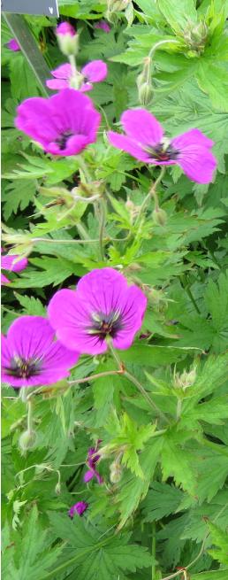 Geranium psilostemon