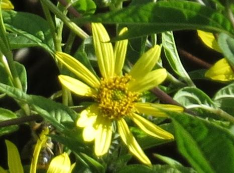 helianthusflo1lemonqueengarnonswilliams