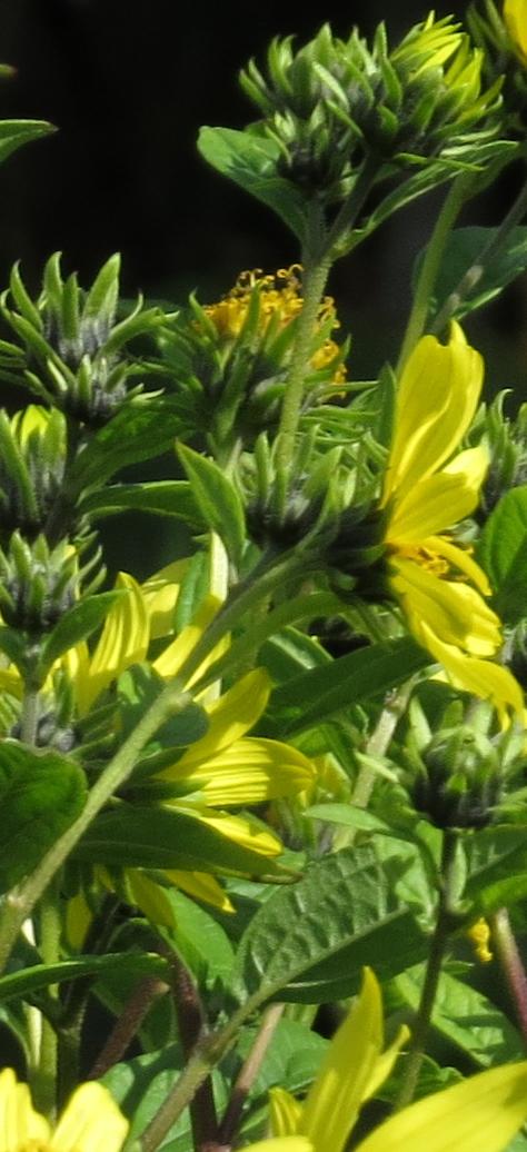 helianthusflobudlemonqueengarnonswilliams