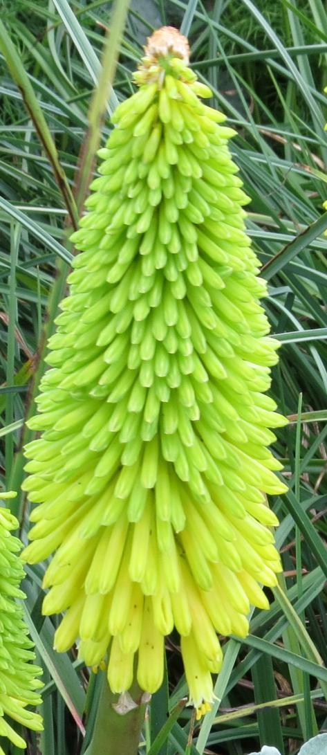 kniphofiaflobuttercupgarnonswilliams