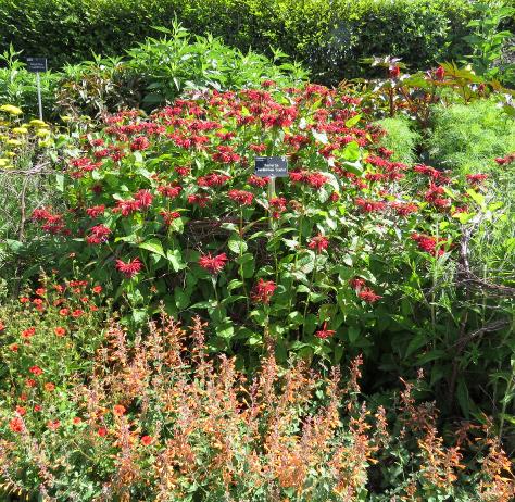 monardaforsumgardenviewscarletgarnonswilliams