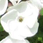 phloxflo1paniculatamotherofpearlgarnonswilliams