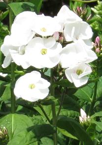 phloxflo2paniculatamotherofpearlgarnonswilliams