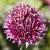 alliumcflosphaerocephalonkavanagh1