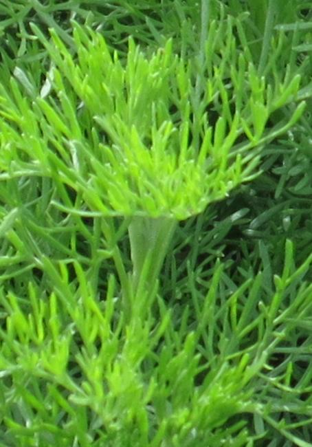 artemesiafolspr2abrotanumgarnonswilliams