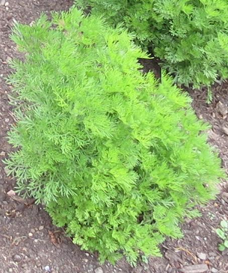 artemesiafolsum1abrotanumgarnonswilliams