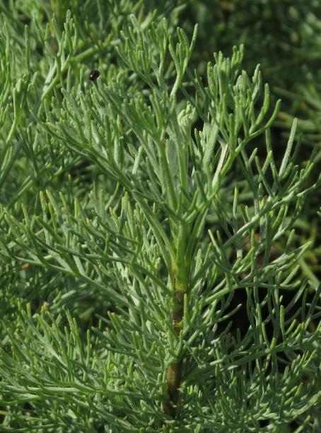 artemesiafolsum2abrotanumgarnonswilliams