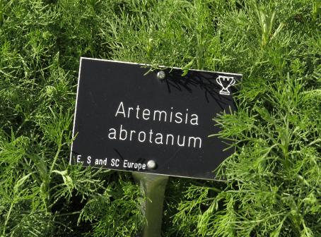 artemesialabelabrotanumgarnonswilliams