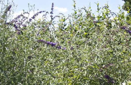 buddlejaflosdavidiinanhoensisnanhobluekavanagh