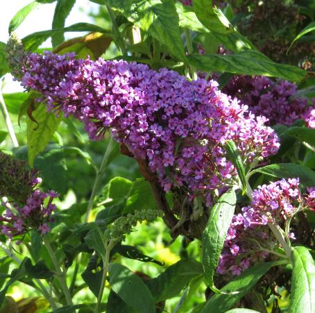 buddlejaflosdavidiipeakeepgarnonswilliams