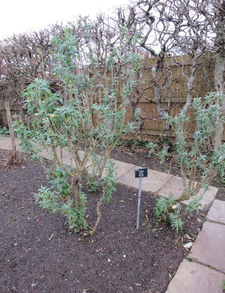 buddlejafol2davidiipeakeepgarnonswilliams