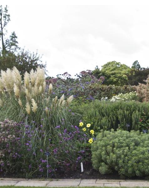 buddlejalabel1davidiinanhoensisnanhopurplegarnonswilliams1