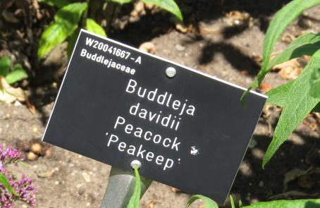 buddlejalabel1davidiipeakeepgarnonswilliams