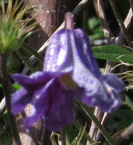 clematisflodiversifoliagarnonswilliams